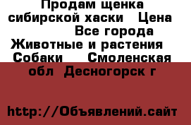 Продам щенка сибирской хаски › Цена ­ 8 000 - Все города Животные и растения » Собаки   . Смоленская обл.,Десногорск г.